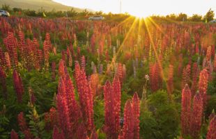 百花争艳迎远客 生态旅游富山乡