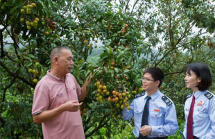 税惠助力电白荔枝“领鲜”上市