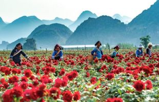 7月12日相约云南晋宁共赴“玫瑰嘉年华”