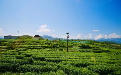 四川万源推进茶农旅融合发展：茶区变景区，茶山变金山