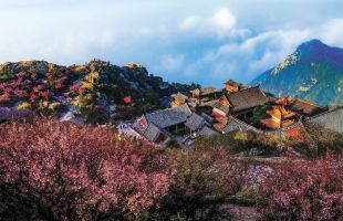 从古树名木到生物多样性——泰山景区如此呵护自然馈赠 