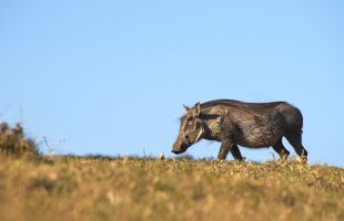 野猪频频“肇事”，多地探索对策