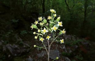 广西发现植物新物种“乐业山羊角树”