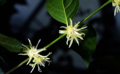 上海植物学者在江西会昌发现逾万株濒危植物突托蜡梅