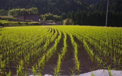 他山之石：纽约和巴黎等城市如何推动农食系统转型