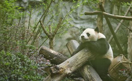 我国旗舰物种种群数量持续增长