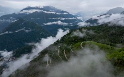 “绿叶子”变成“金叶子”
