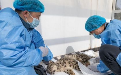 专家称救助雪豹“凌小蛰”具多重价值