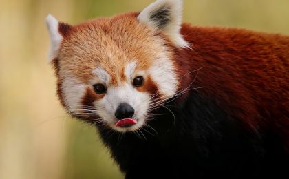 我国将以重大工程提升生物多样性保护实效