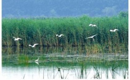 生物多样性保护评价结果将纳入政绩考核