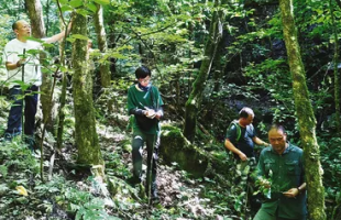 陕西发现国家二级重点保护野生植物庙台槭种群