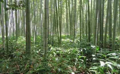 “认购碳汇”抵责存挑战，专家建议严格规范适用范围