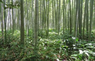 “认购碳汇”抵责存挑战，专家建议严格规范适用范围