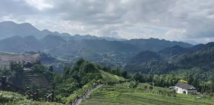 从茶马古道到新式茶饮 恩施茶“泡”出百亿大产业 
