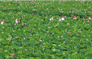 一场来自中国的绿色故事，在COP30被听见 