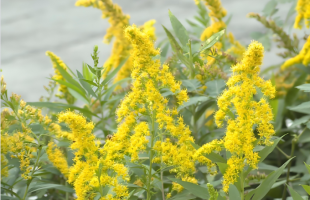 看到立即上报！上海发现“加拿大一枝黄花” 