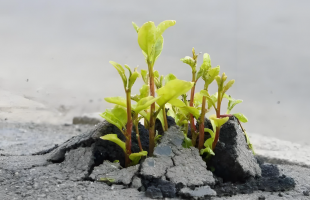 植物“永葆青春”奥秘被找到