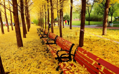 北京的落叶怎么用？  