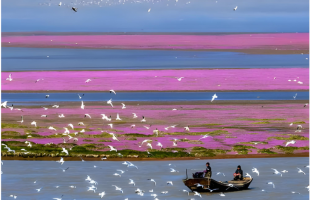 鄱阳湖流域疑有人毒害候鸟，警方通报：3人落网！  