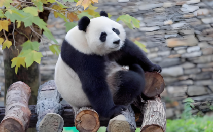 大熊猫雪地遛弯主打一个小心翼翼 