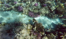 欧盟气候监测机构：基本确定2025年为有记录以来第二热年 