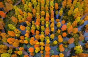 守好一片杉林，引来百鸟栖息    
