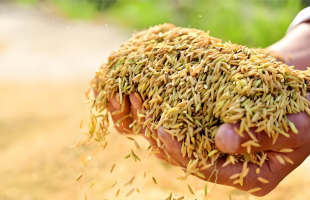 秋粮收购一线探访    