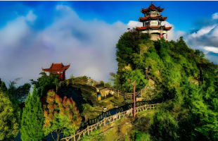 重庆巫溪：一棵树“长”出多种产业  