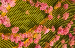 冬日限定浪漫！云南樱花谷花海盛放  