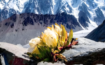 新疆和静：严惩非法采挖雪莲 敲响生态保护警钟  