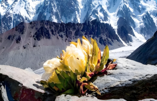 新疆和静：严惩非法采挖雪莲 敲响生态保护警钟  