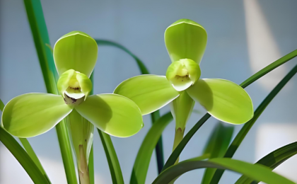 兰花产业带动更多群众增收    