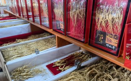 人参年产值破千亿！吉林千年“金字招牌”焕新发力 