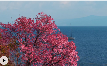 冬日限定浪漫！云南抚仙湖畔下起粉色樱花“雪” 