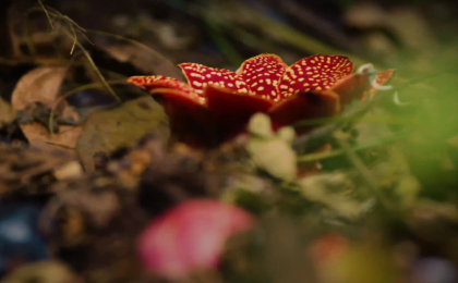  寄生花，别时容易见时难