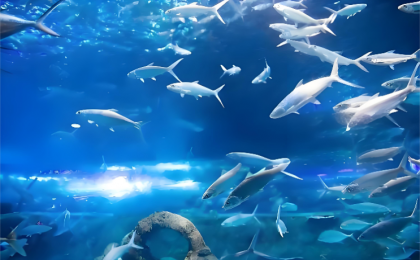 在海底装上“千里眼”“顺风耳”  