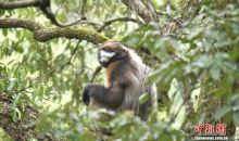 贵州：“生态赎买”护佑“世界独生子”  