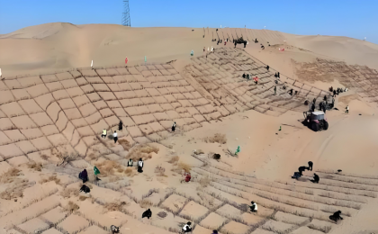 塔克拉玛干治沙正酣