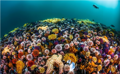 《海洋生物多样性协定》正式生效 