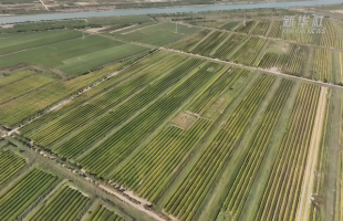 山东滨州：“良种+良法”让盐碱地变丰产田  