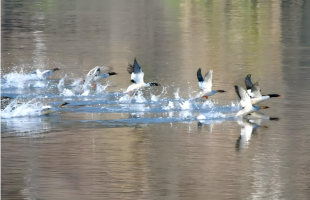 黄山开展中华秋沙鸭越冬种群专项调查 
