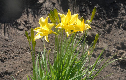 小黄花.jpg