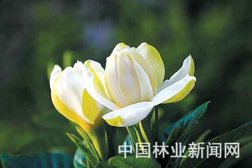 栀子.jpg