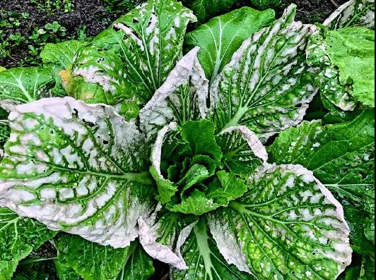 台江.jpg 台江.jpg