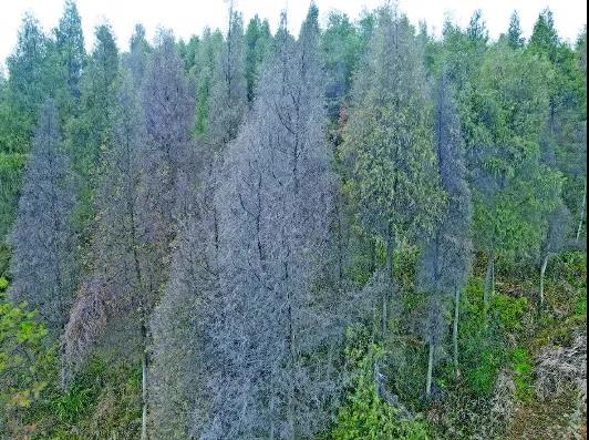 后哨.jpg 后哨.jpg