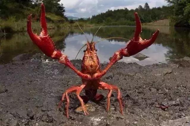 外来物种.jpg 外来物种.jpg