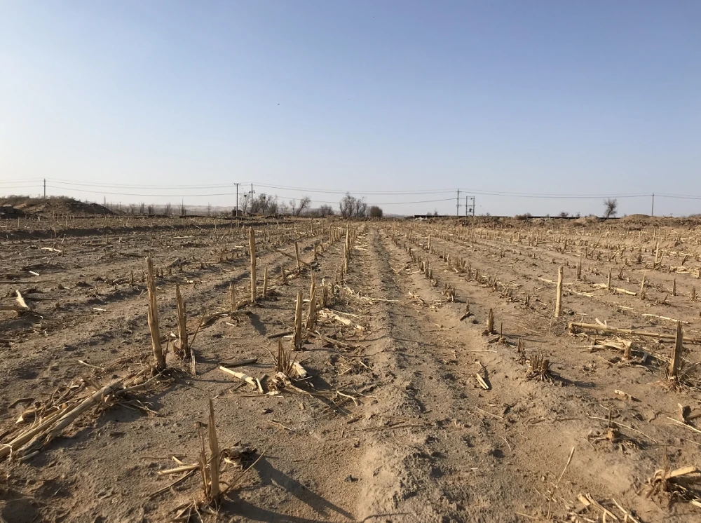 马卫青.webp.jpg 马卫青.webp.jpg