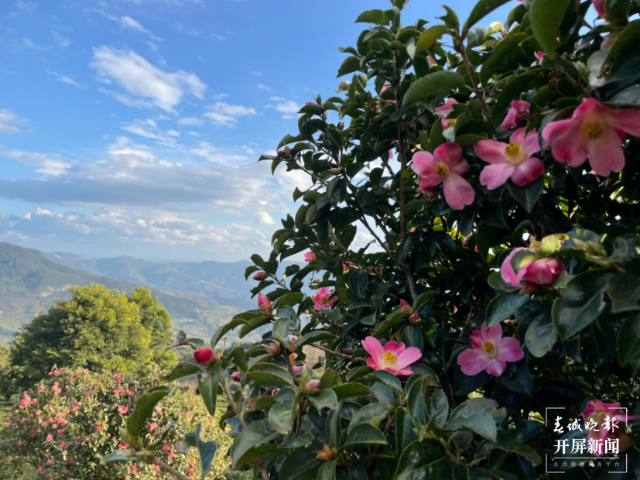 双柏县白竹山茶业:以“茶”致富，谋划生态致富经（马艺宁 摄）