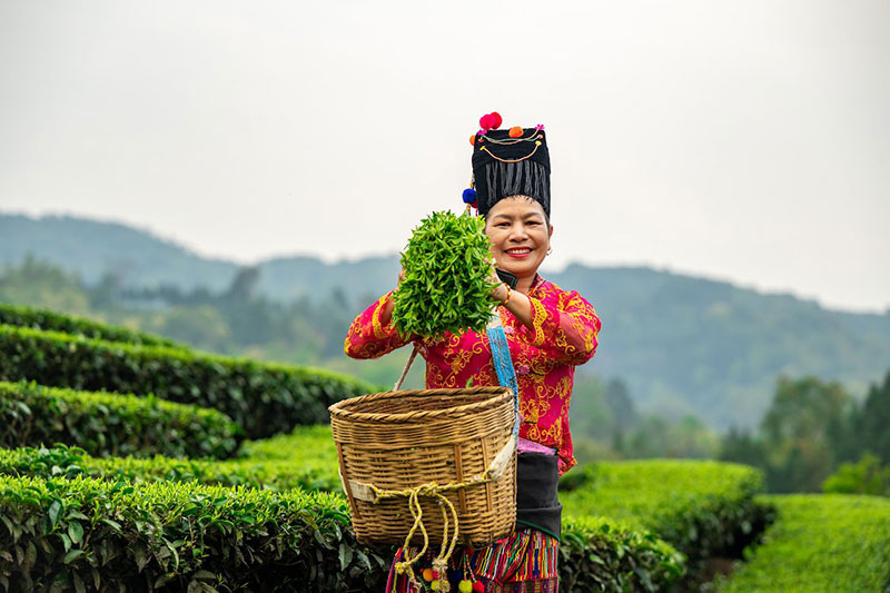 茶旅融合助力乡村振兴。 龚德涛摄