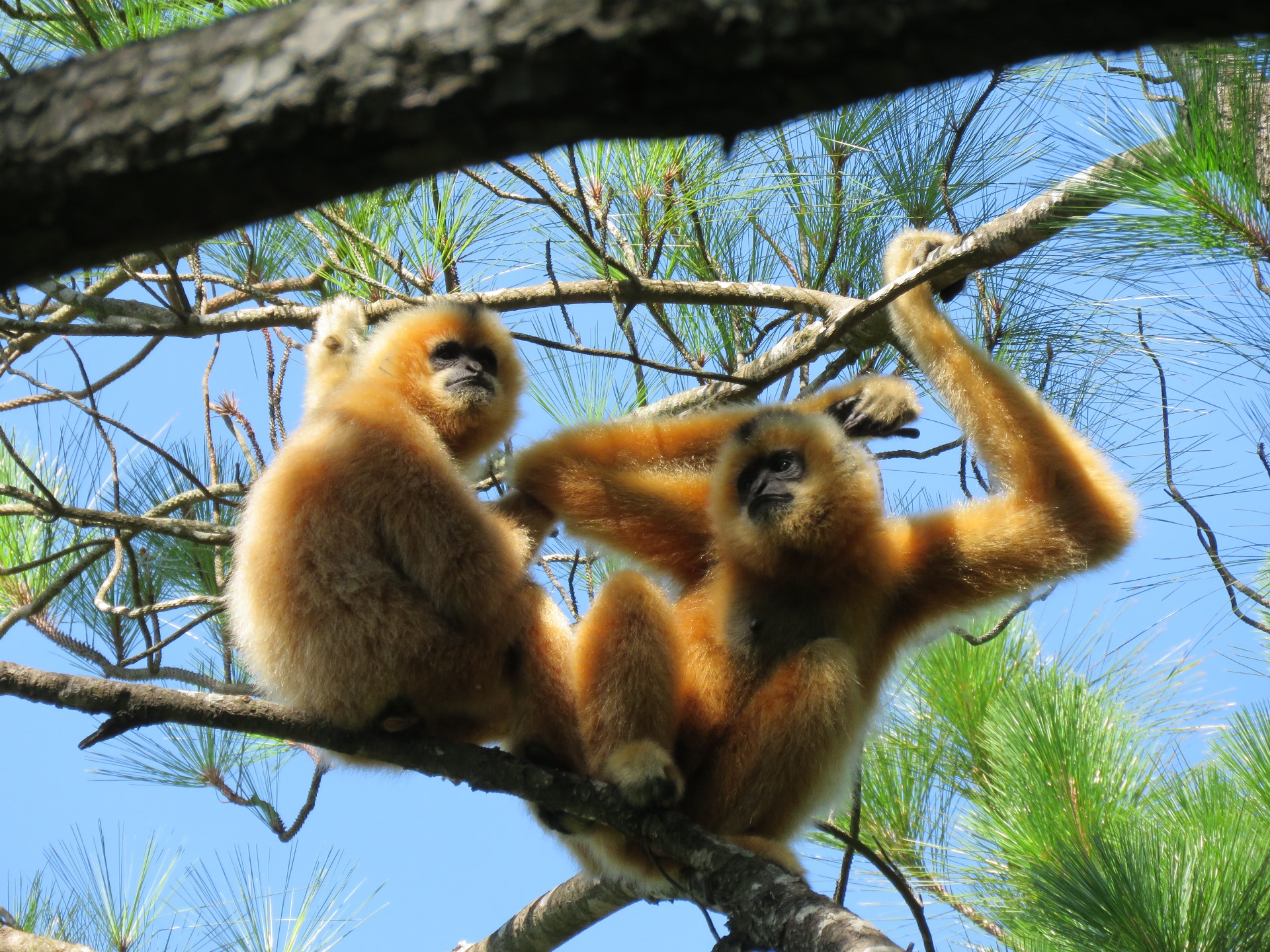 1、长臂猿Gibbons.jpg